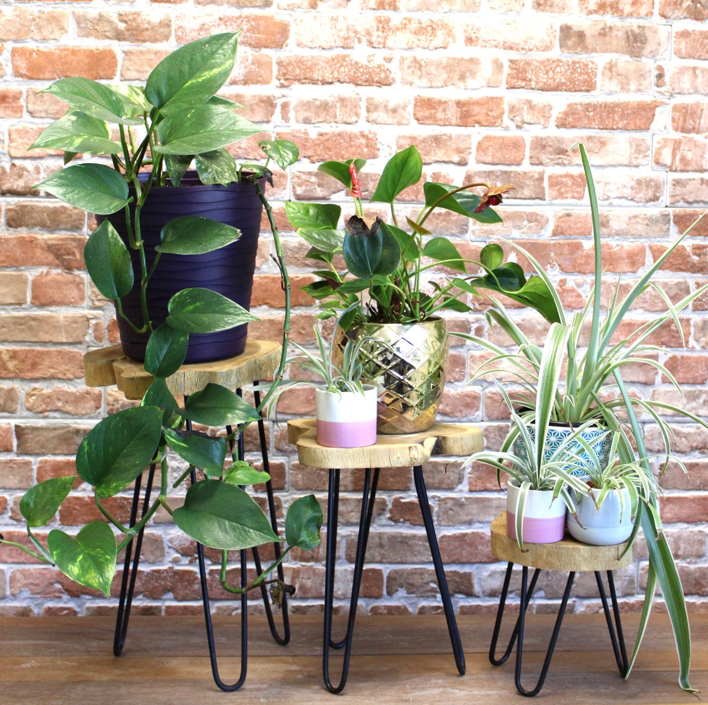 Set of 3 Gamal Wood Plant Stands