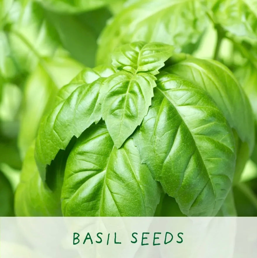 The Plant Gift Co | Herb Grow Kit