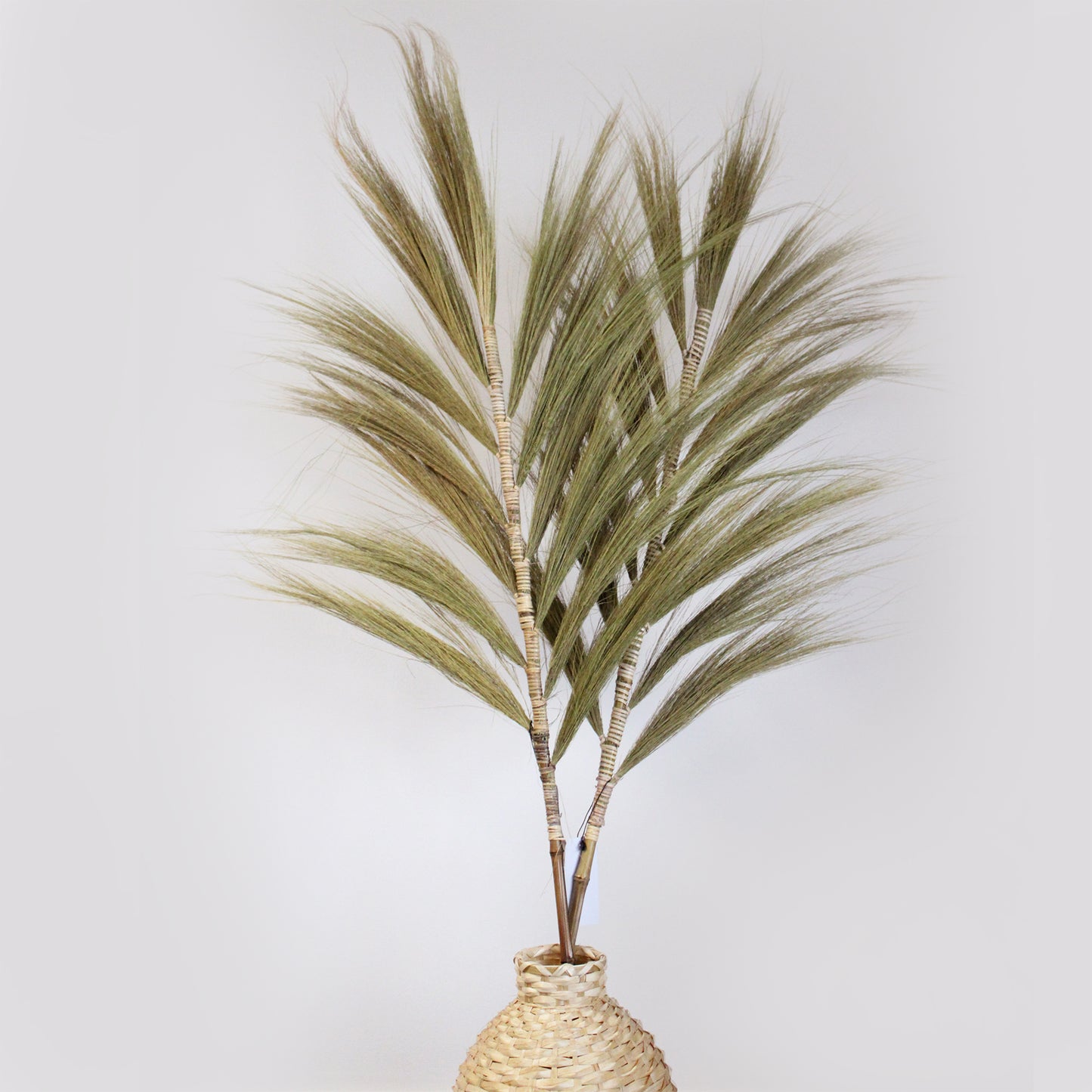 Rayung Pampas Grass - Pack Of 3
