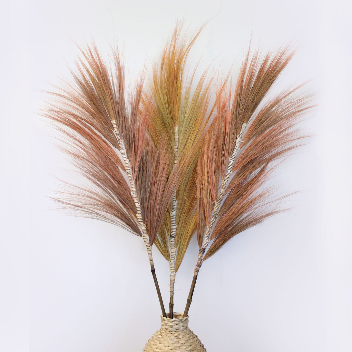 Rayung Pampas Grass - Pack Of 3