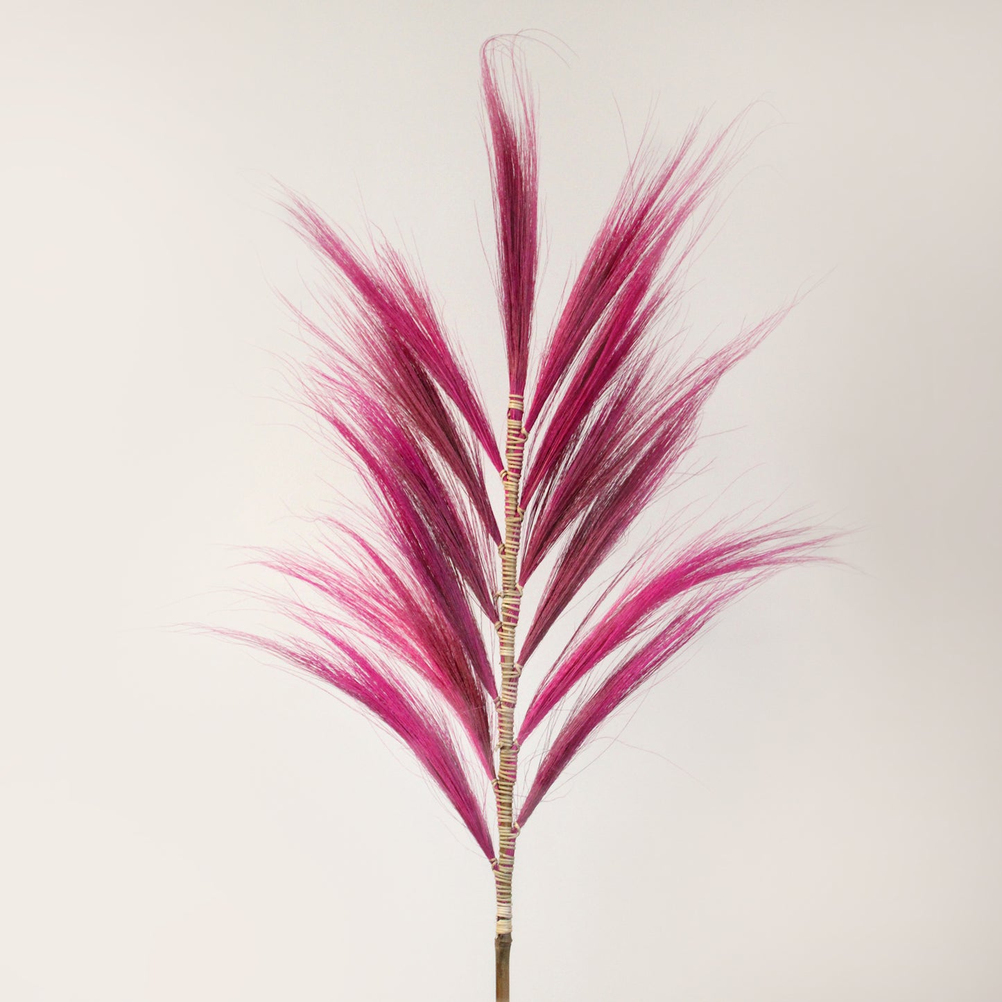Rayung Pampas Grass - Pack Of 3