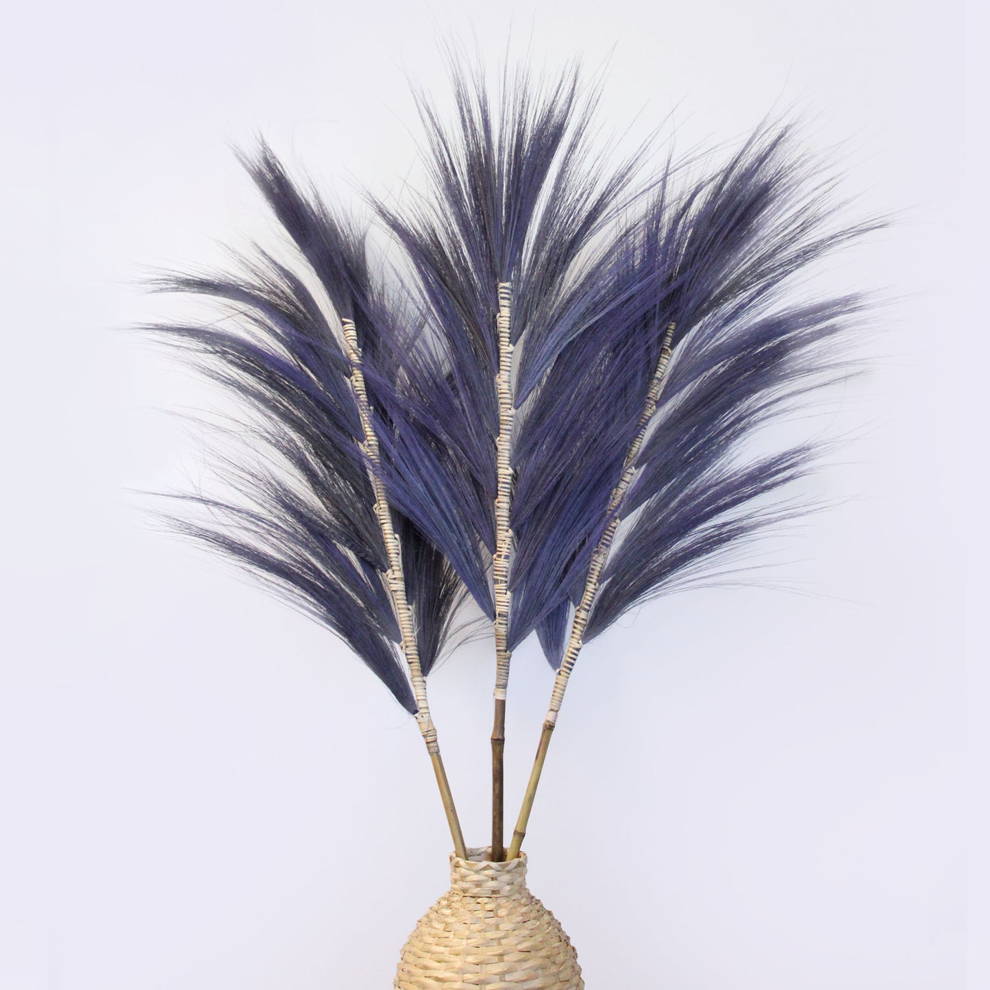 Rayung Pampas Grass - Pack Of 3