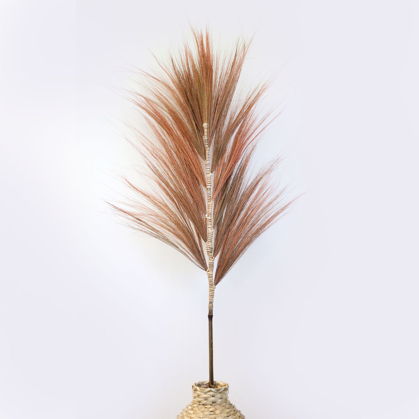 Rayung Pampas Grass - Pack Of 3