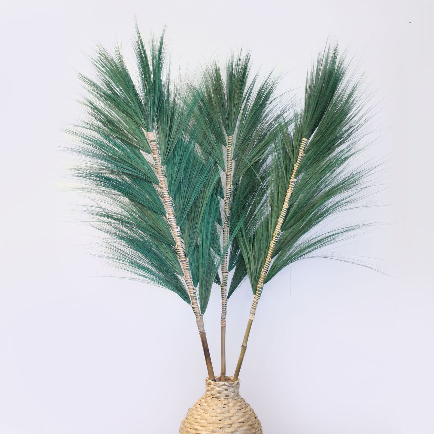Rayung Pampas Grass - Pack Of 3