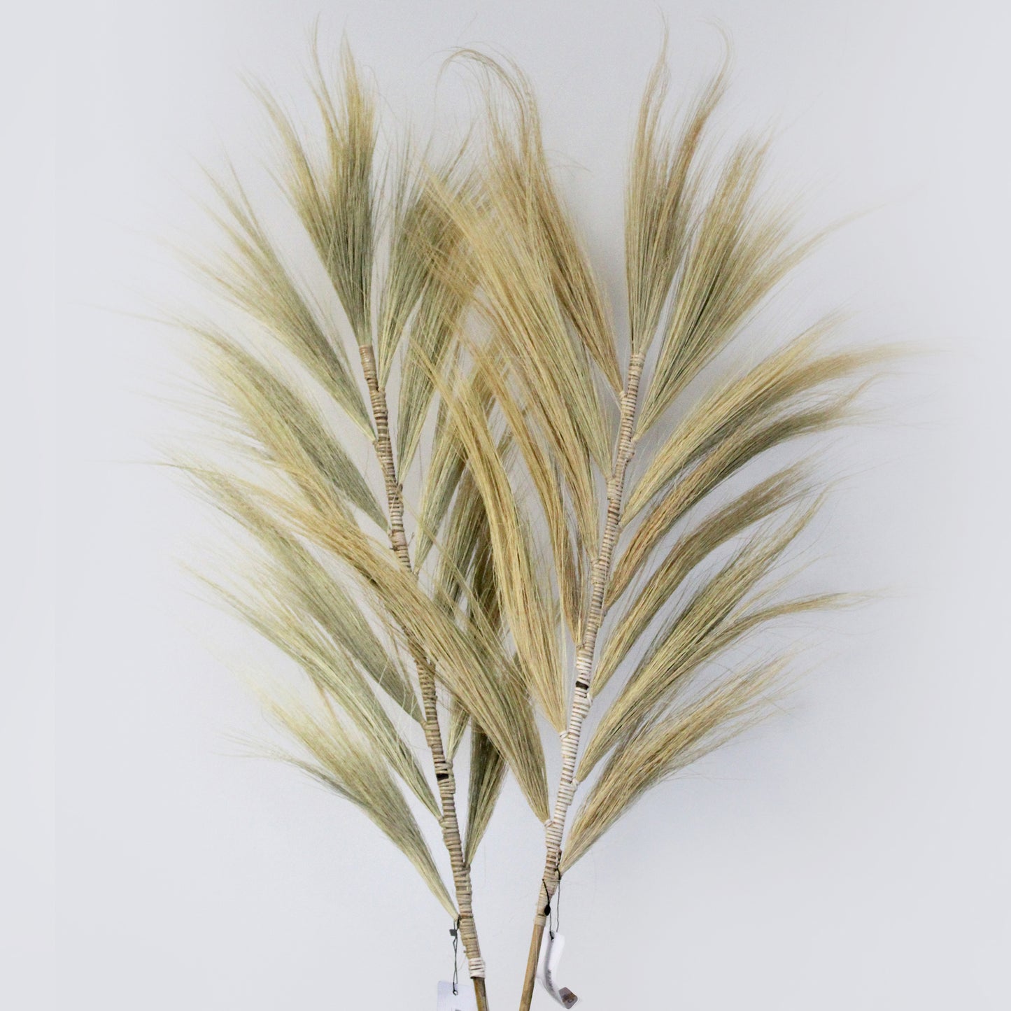 Rayung Pampas Grass - Pack Of 3