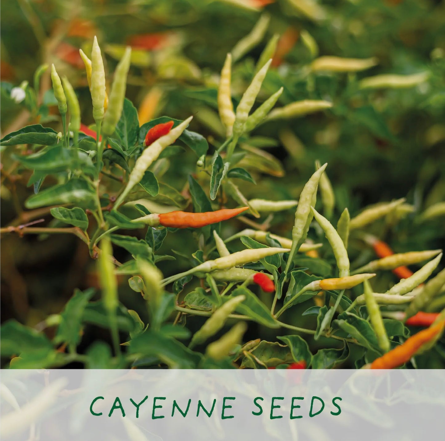The Plant Gift Co| Chilli Plants Grow Kit