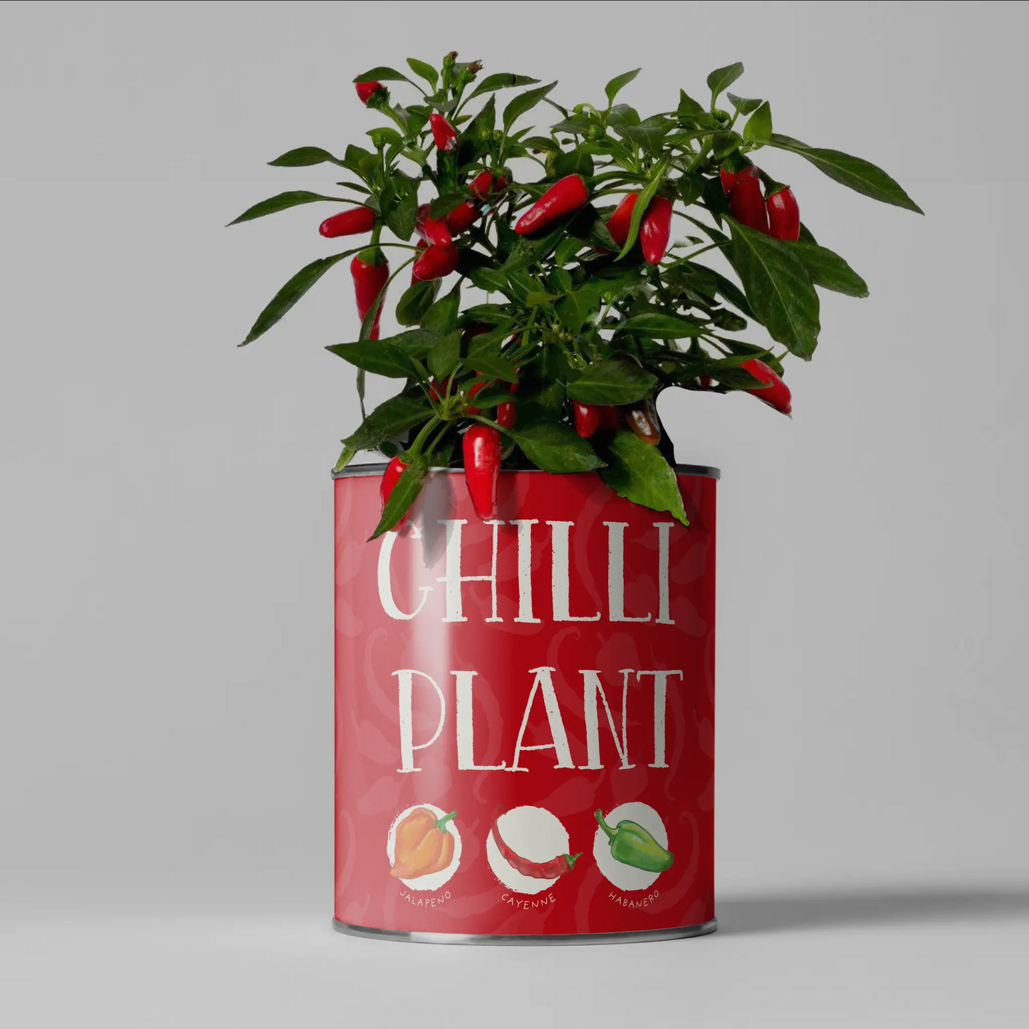 The Plant Gift Co| Chilli Plants Grow Kit