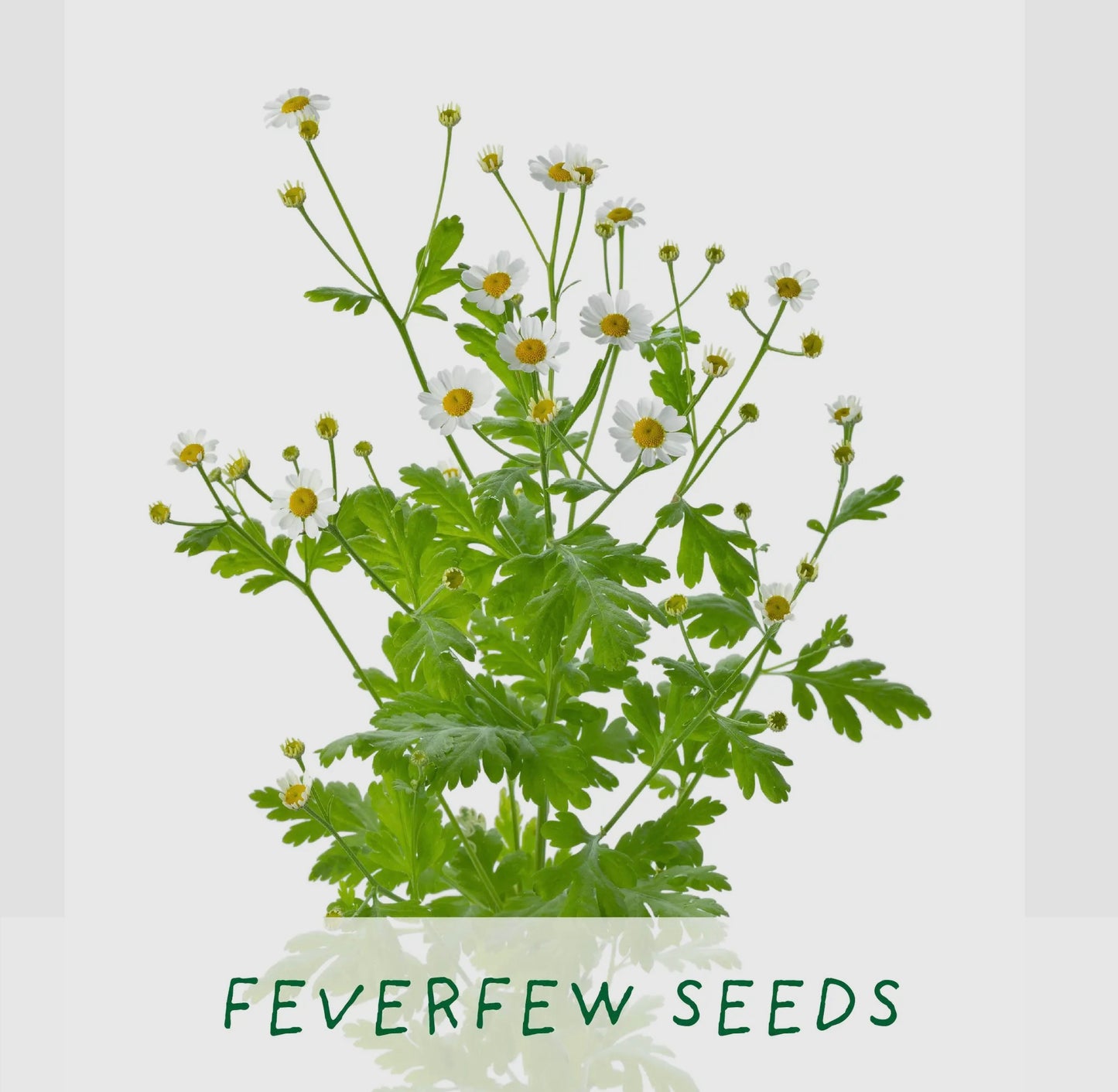 The Plant Gift Co | The Best Mum Herbal Tea