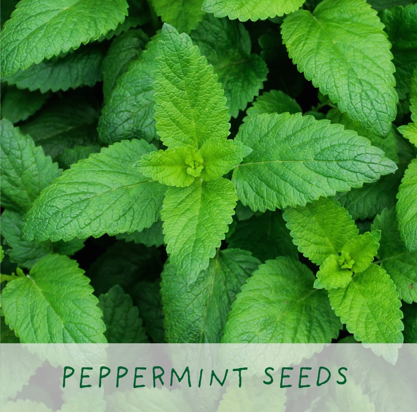 The Plant Gift Co | The Best Mum Herbal Tea
